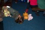 Thumbs/tn_Dansmarieke festival 2015 318.jpg